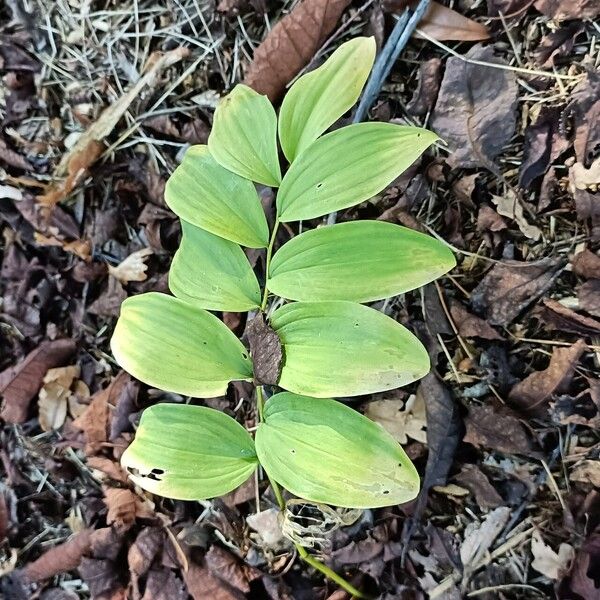 Polygonatum multiflorum Συνήθη χαρακτηριστικά