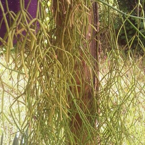 Rhipsalis baccifera Fuelha