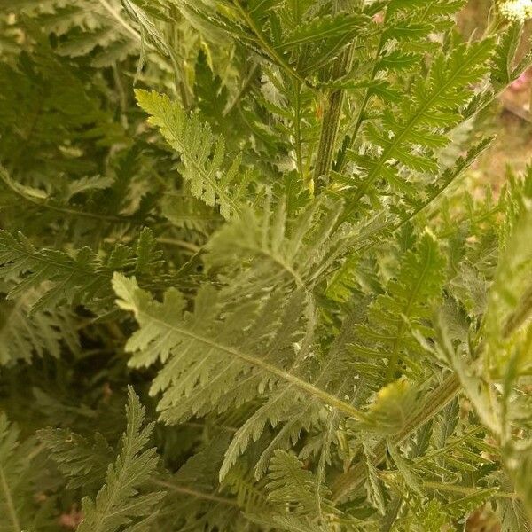 Achillea filipendulina Leaf