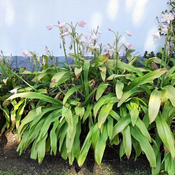 Crinum moorei Hábito