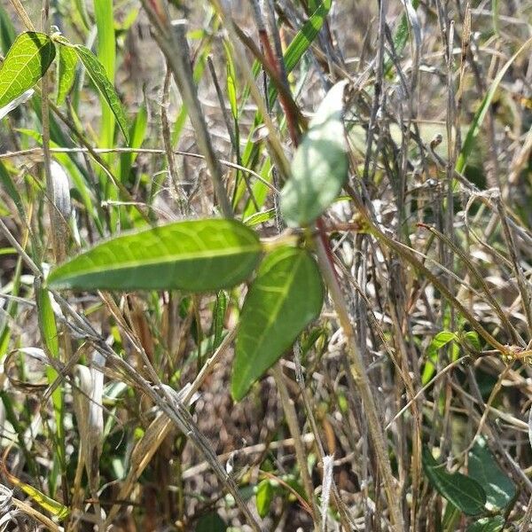 Wajira grahamiana Leaf