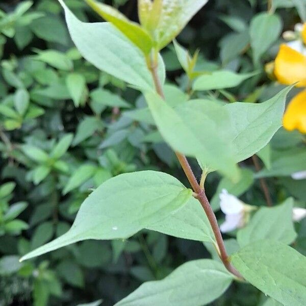 Philadelphus x virginalis Folha