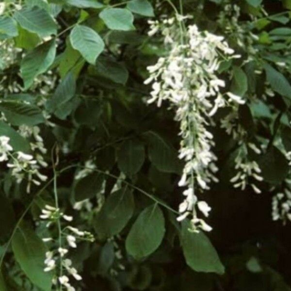 Cladrastis kentukea Flower