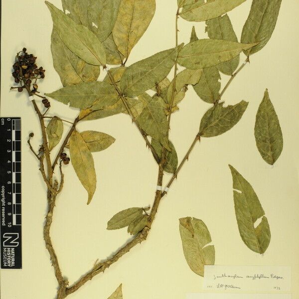 Zanthoxylum oxyphyllum Altro