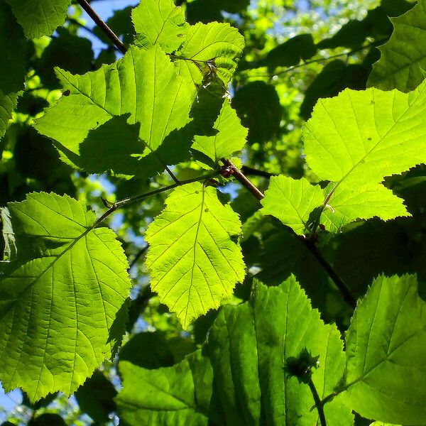 Corylus cornuta পাতা