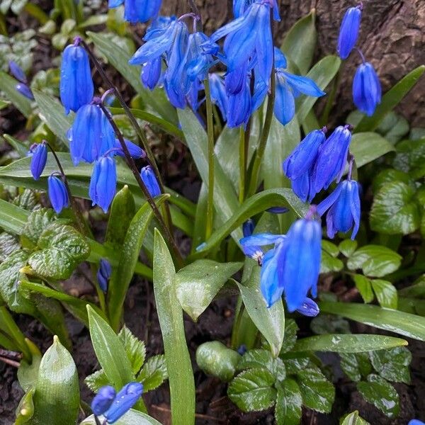 Scilla siberica Flower