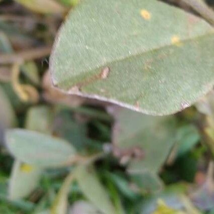 Crotalaria retusa Φύλλο