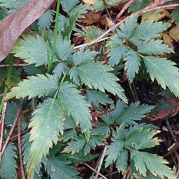 Astilbe simplicifolia Blad