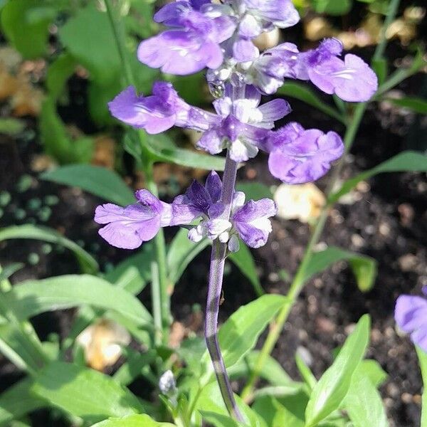 Salvia farinacea Blomma