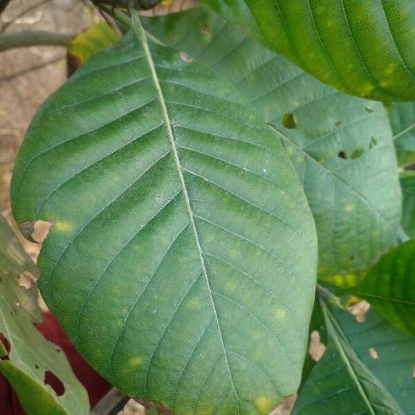 Beaumontia grandiflora ഇല