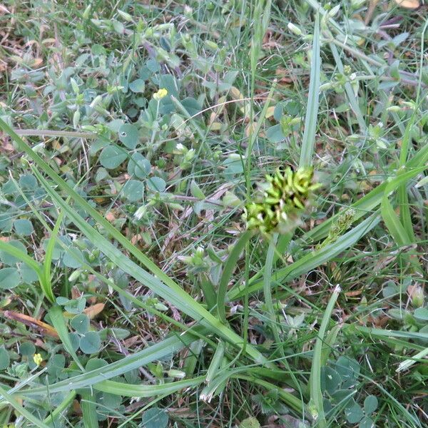 Carex vulpina Vivejo