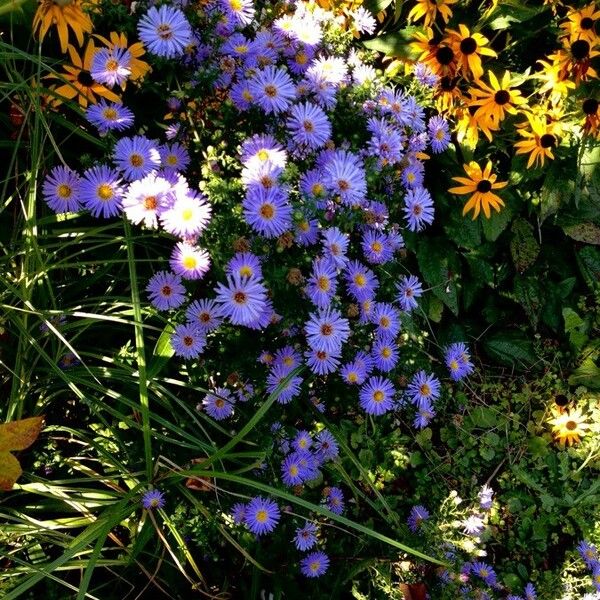 Aster amellus Λουλούδι