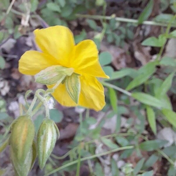 Helianthemum nummularium Flower