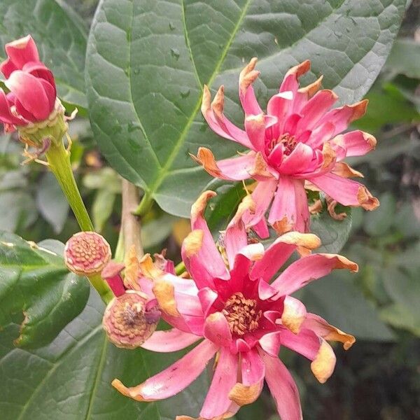 Calycanthus floridus Flower