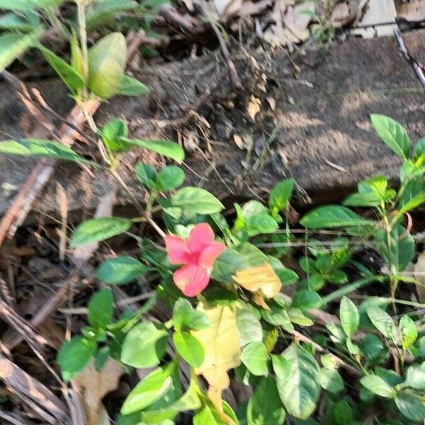 Barleria repens Blomma