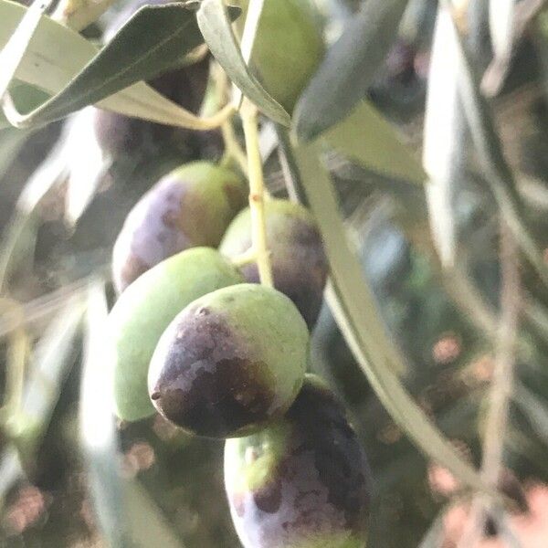 Olea europaea Fruitua