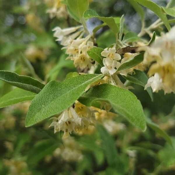 Elaeagnus multiflora Blodyn