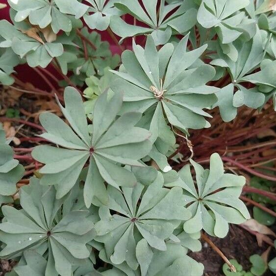 Oxalis adenophylla Fuelha