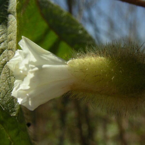 Merremia aegyptia Blomst