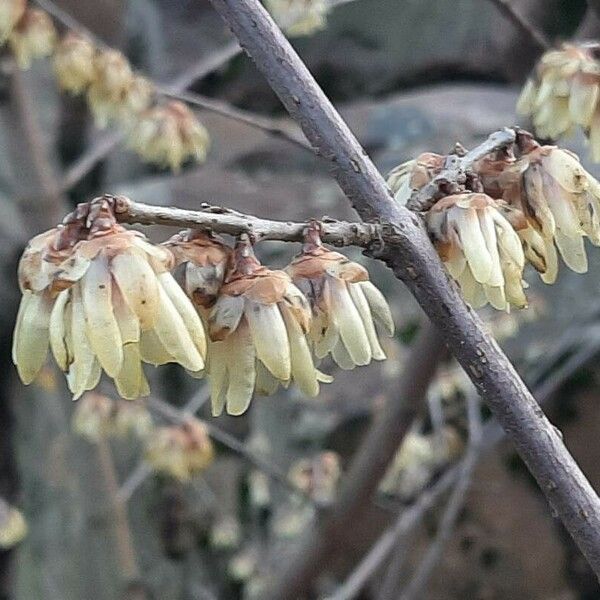 Chimonanthus praecox Floare