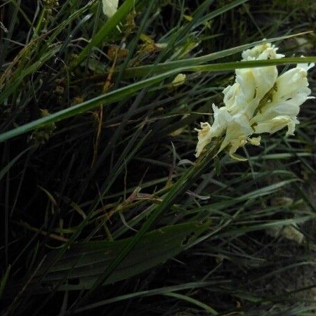 Linaria vulgaris ᱮᱴᱟᱜ