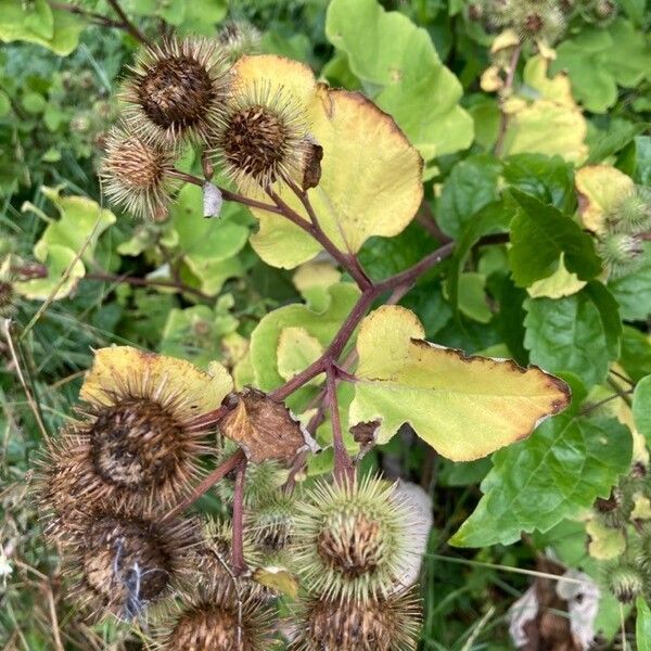 Arctium lappa Fruitua