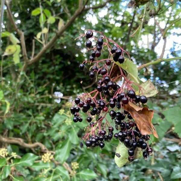 Sambucus nigra Vaisius