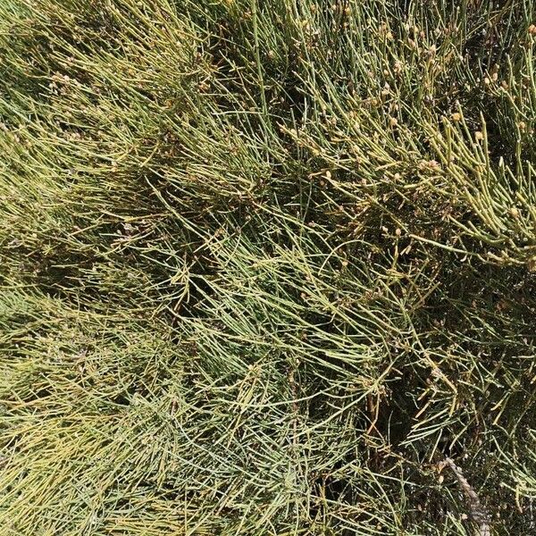 Ephedra major Hostoa