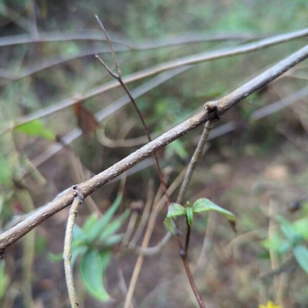 Aspilia mossambicensis Bark