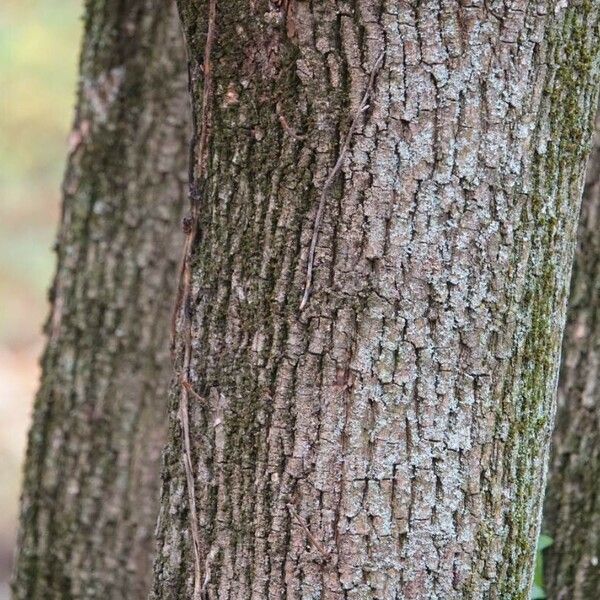 Acer saccharum Bark