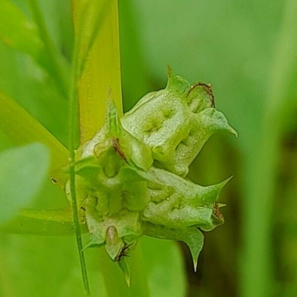 Rumex spinosus फल