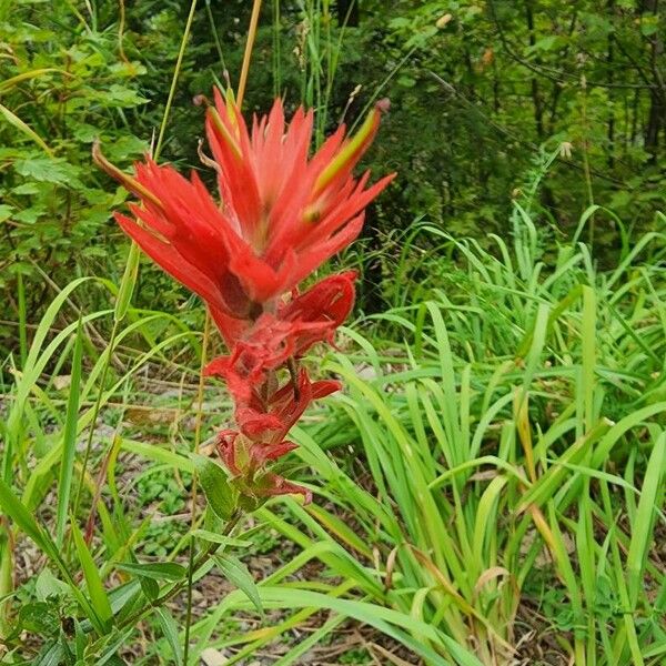 Castilleja miniata Flower