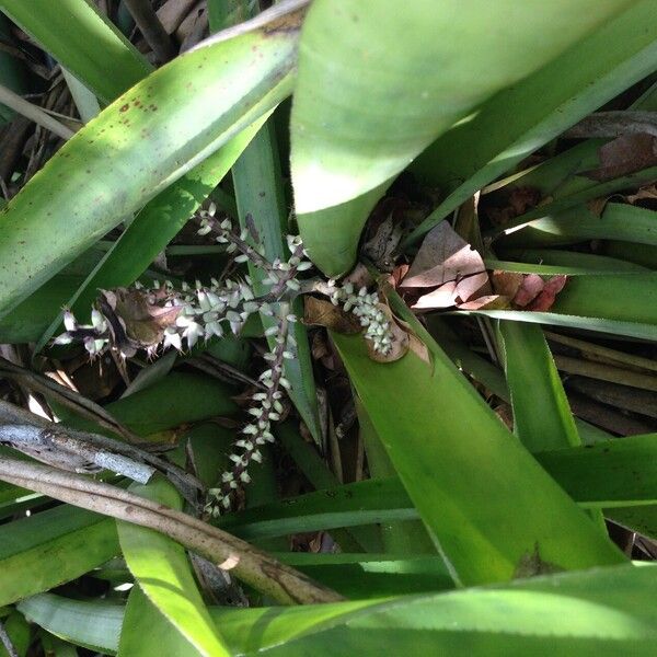 Bromelia karatas Altres