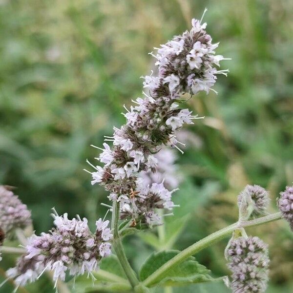 Mentha longifolia 花