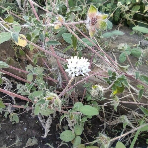 Lagascea mollis Flower