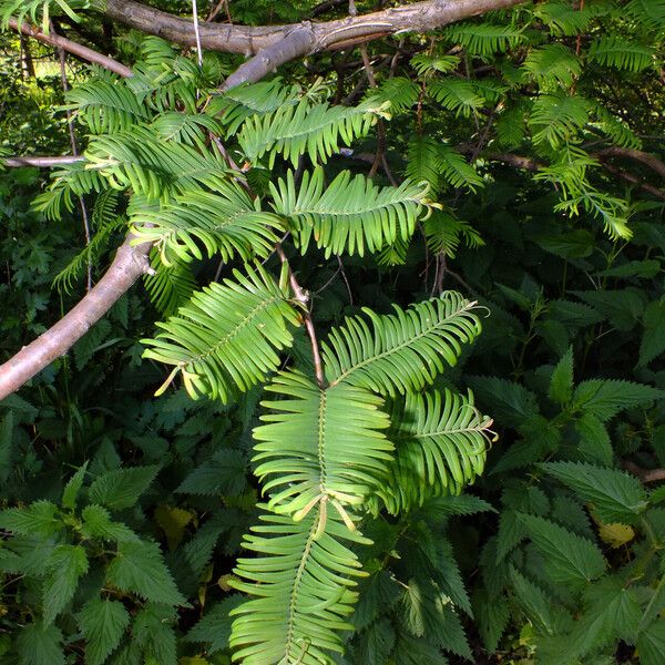 Metasequoia glyptostroboides 叶