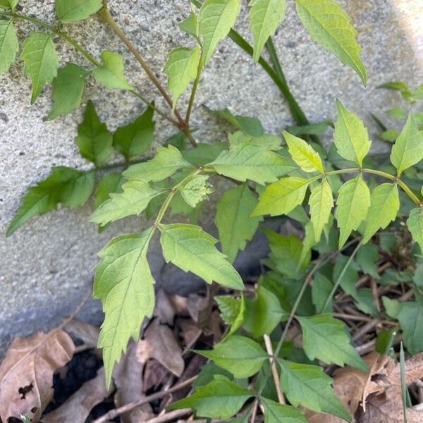 Campsis radicans Leaf