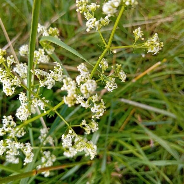 Galium album Цвят