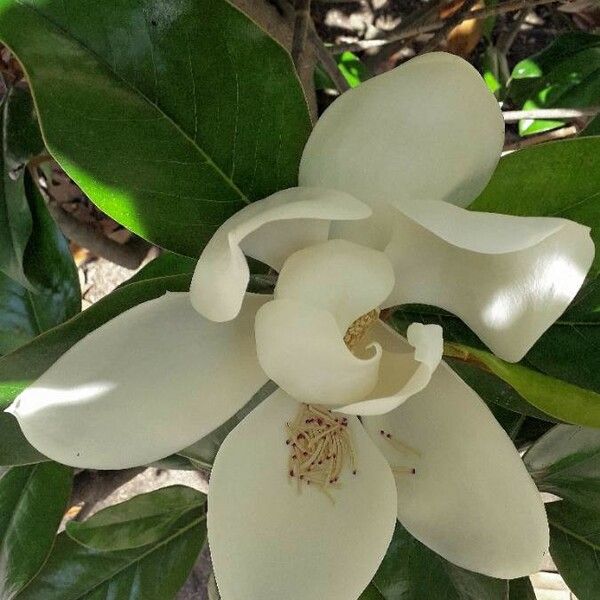 Magnolia grandiflora Blüte