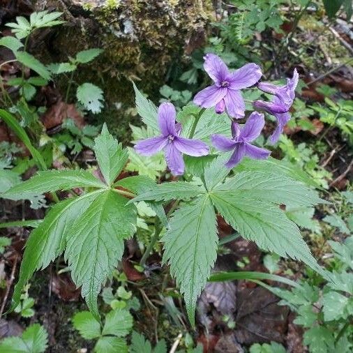 Cardamine pentaphyllos Цвят