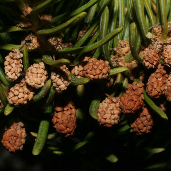 Abies lasiocarpa Blüte