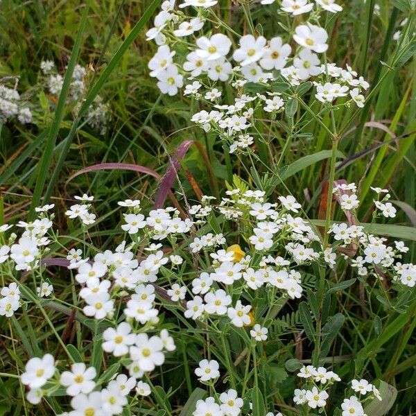 Euphorbia corollata Blodyn