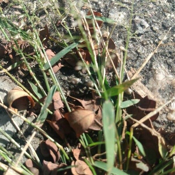 Eragrostis minor Φύλλο