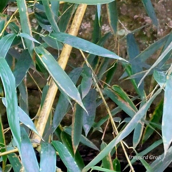 Phyllostachys aureosulcata Leaf