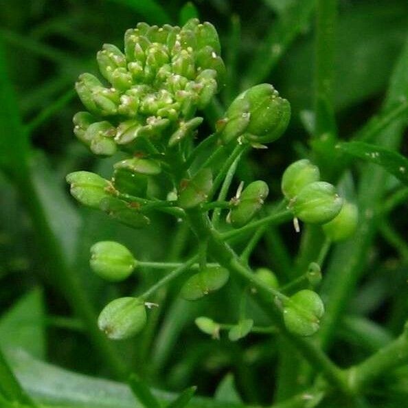 Lepidium ruderale Květ