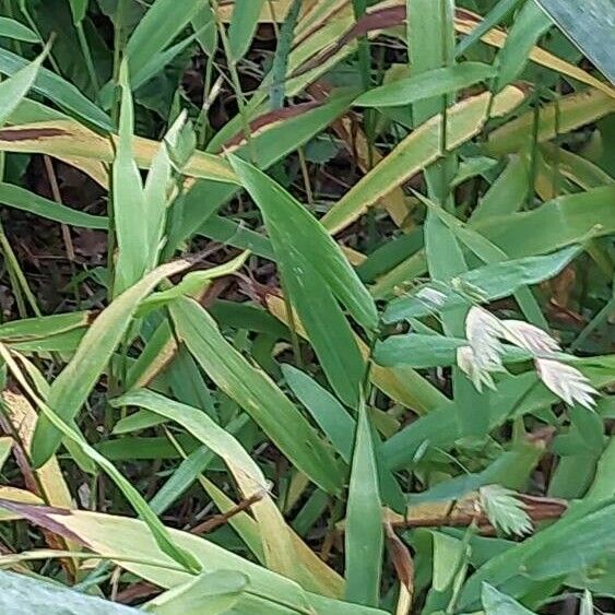 Chasmanthium latifolium Liść