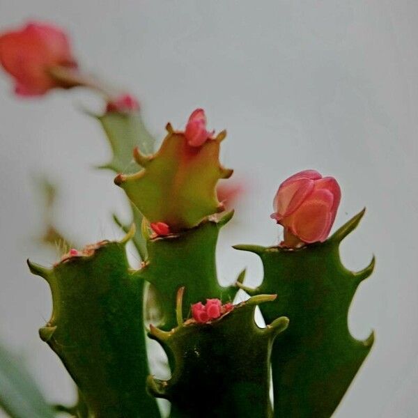 Schlumbergera truncata Yaprak