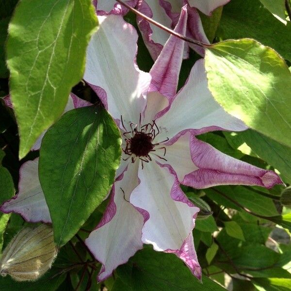 Clematis patens Flower