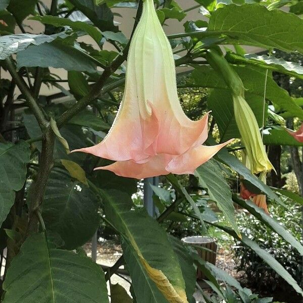 Brugmansia versicolor Bloem