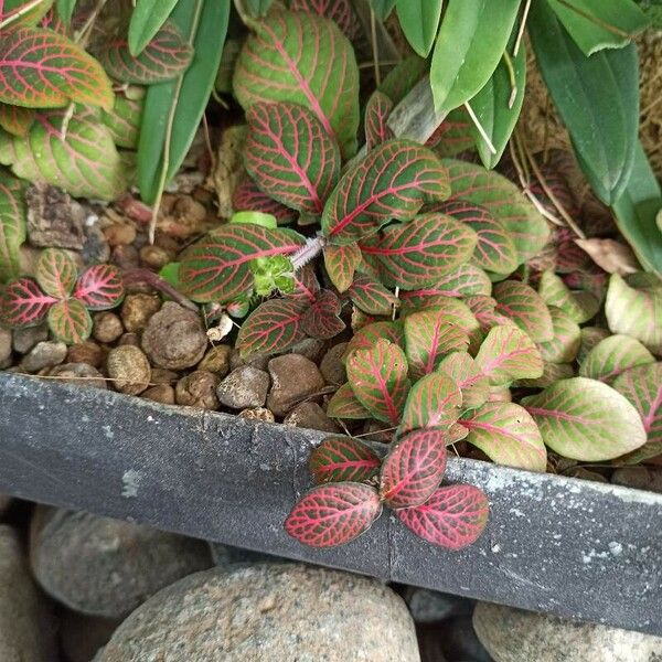 Fittonia albivenis Lapas